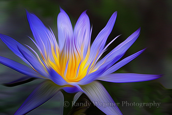 Pacific Water Lily
