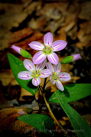 Spring Beauty