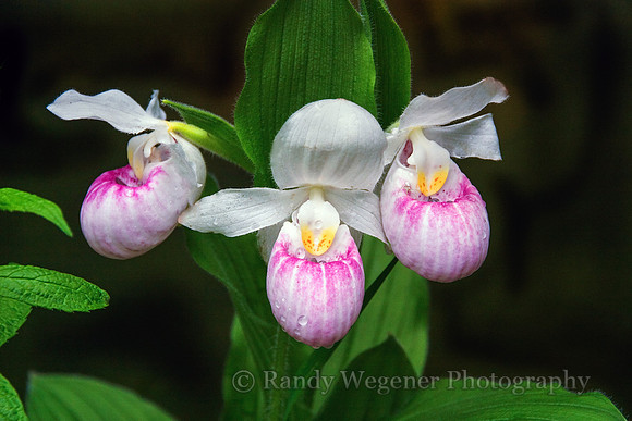 Showy Lady's Slipper