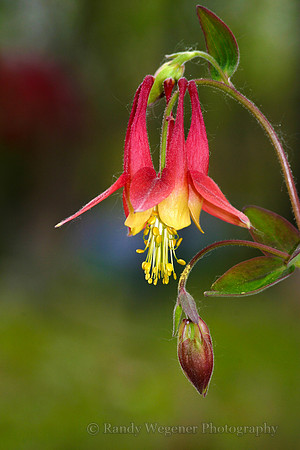 Columbine