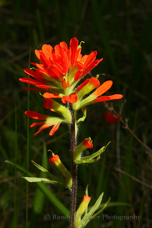 Indian Paintbrush