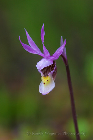 Calypso Orchid