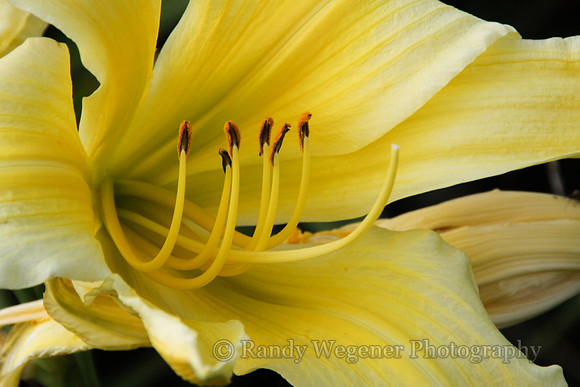 Lily