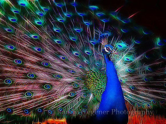 Peacock