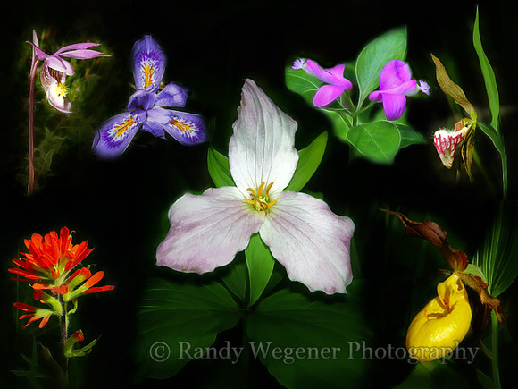 Flower collage