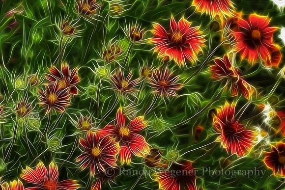 Flowers_3
