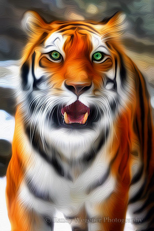 Siberian Tiger