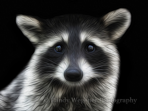 Racoon
