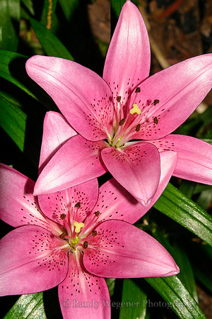 Lily