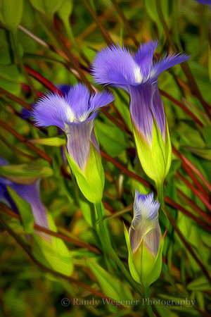 Fringed Gentian