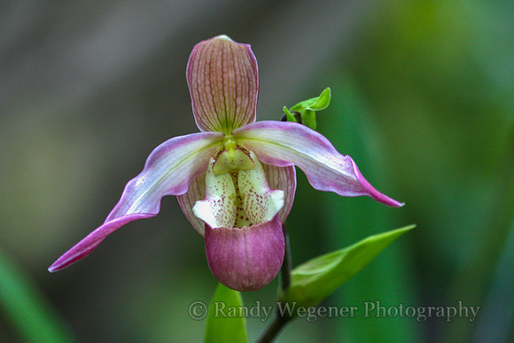 Orchid