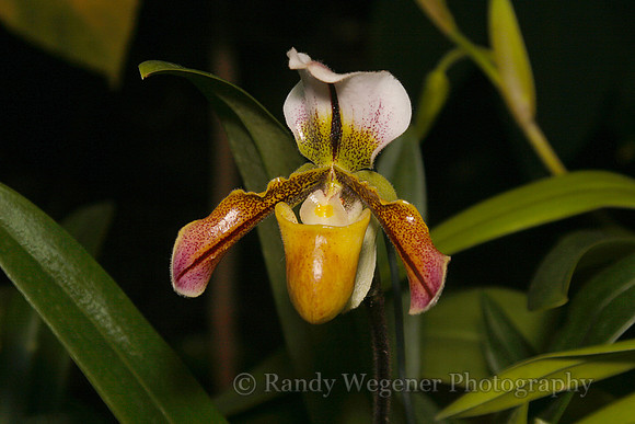 Orchid