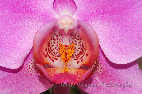 Orchid