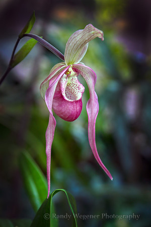 Orchid