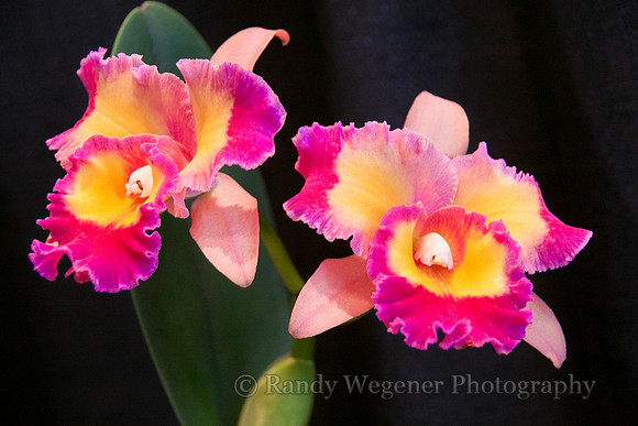 Orchid