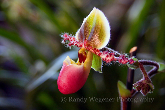 Orchid