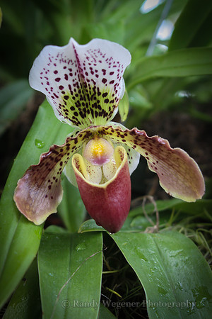 Orchid