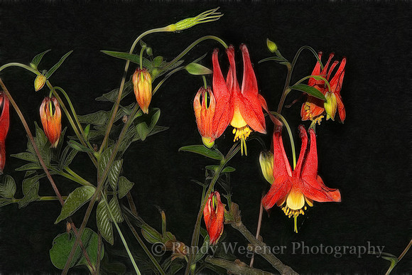 Columbine