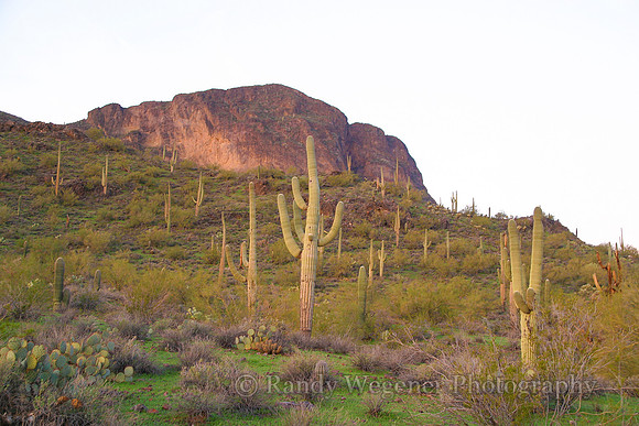 Sunrise in the desert
