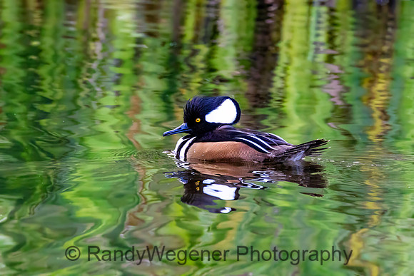 Hooded Merganser