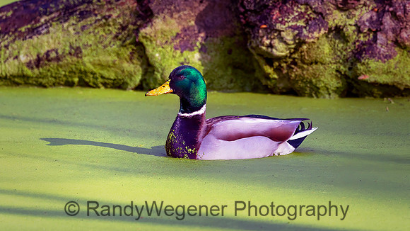 Mallard