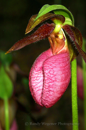 Pink Lady's Slipper