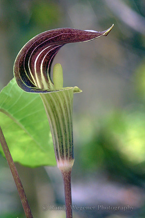 Jack-in-the-Pulpit