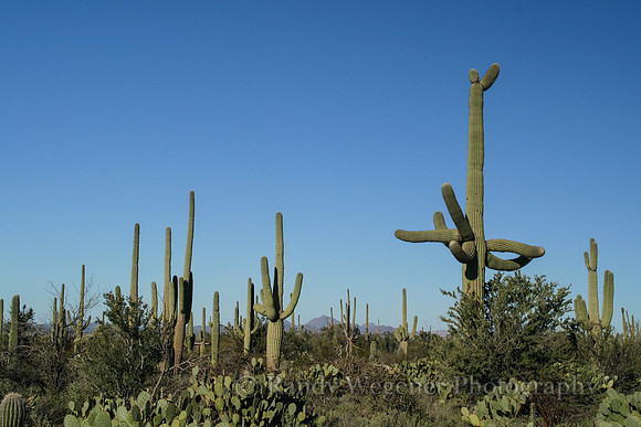 Saguaro National Park
