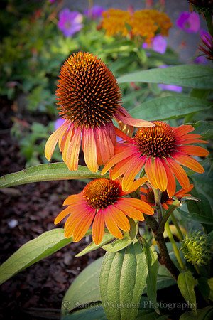 Cone Flowers