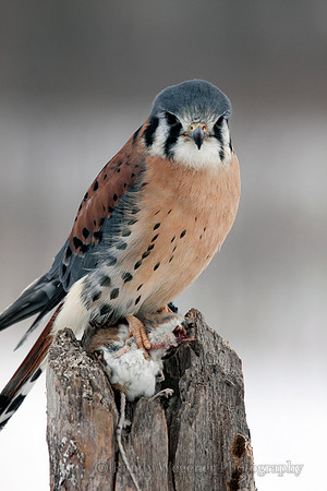American Kestral