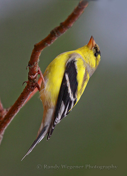American Goldfinch
