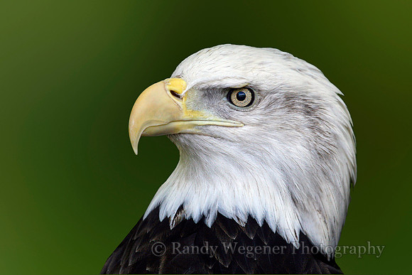 Bald Eagle_2