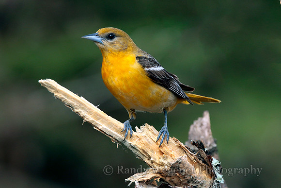 Baltimore Oriole F