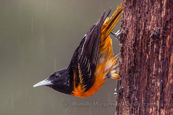 Baltimore Oriole M_2