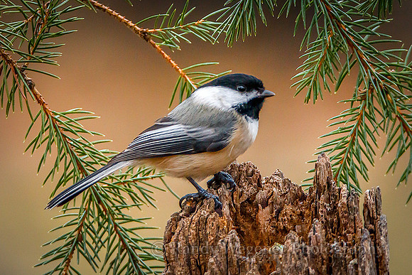 Black-capped Chickadee