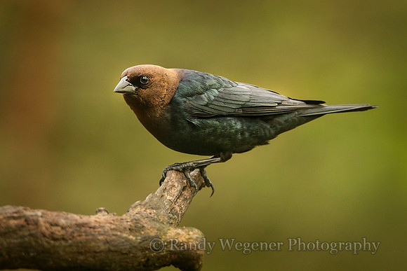 Brown-headed Cowbird