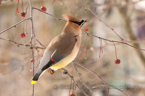Cedar Waxwing