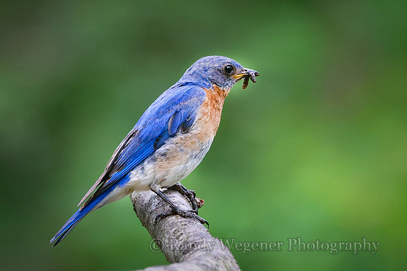 Eastern Bluebird