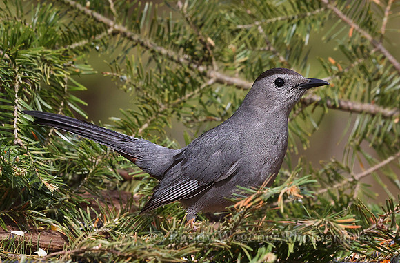 Gray Catbird