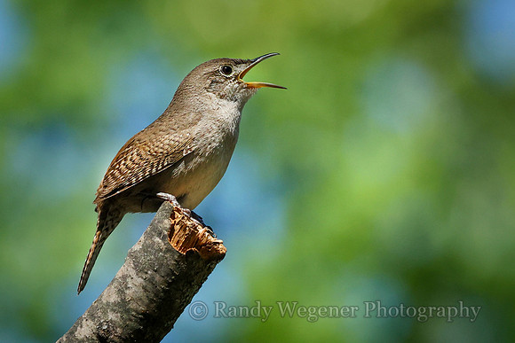House Wren