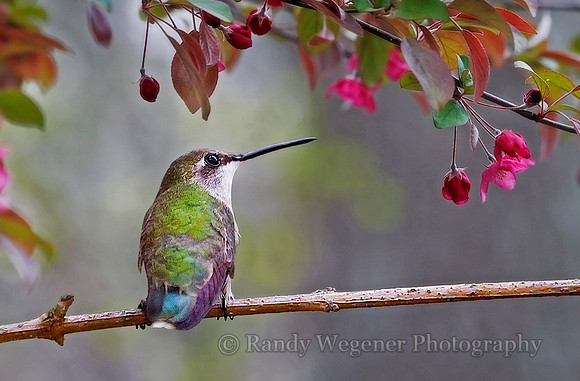 Hummingbird  F