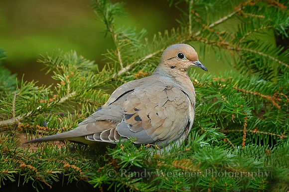 Mourning Dove
