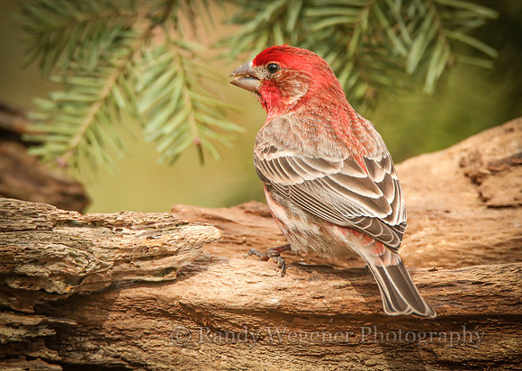 Housefinch_2