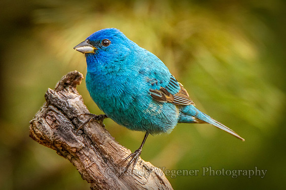 Indigo Bunting