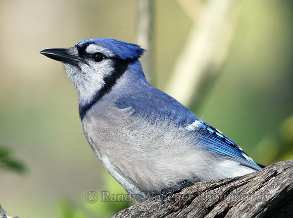 Blue Jay