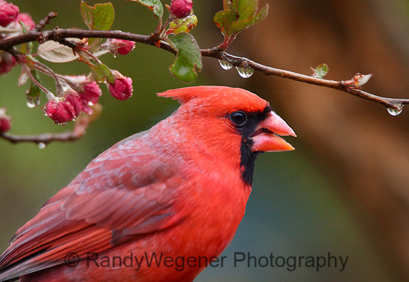 Northern Cardinal